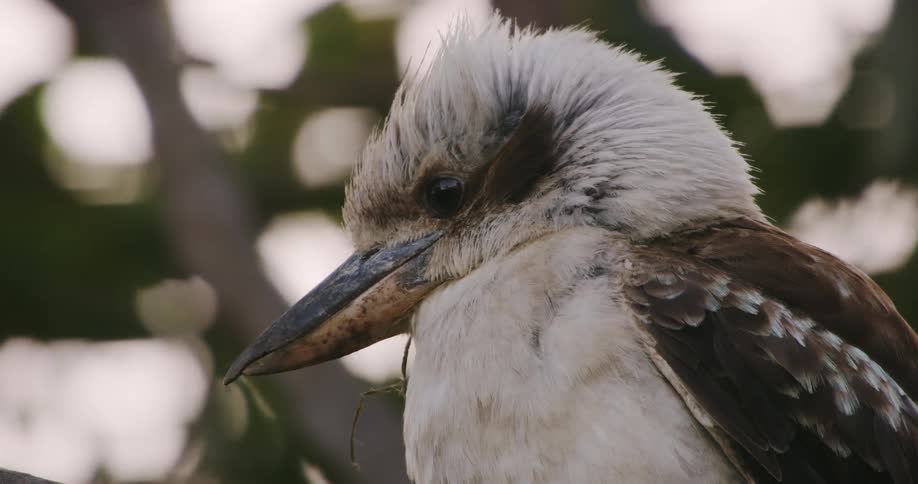 Close up of a kookaburra bird standing on a tree branch at evening