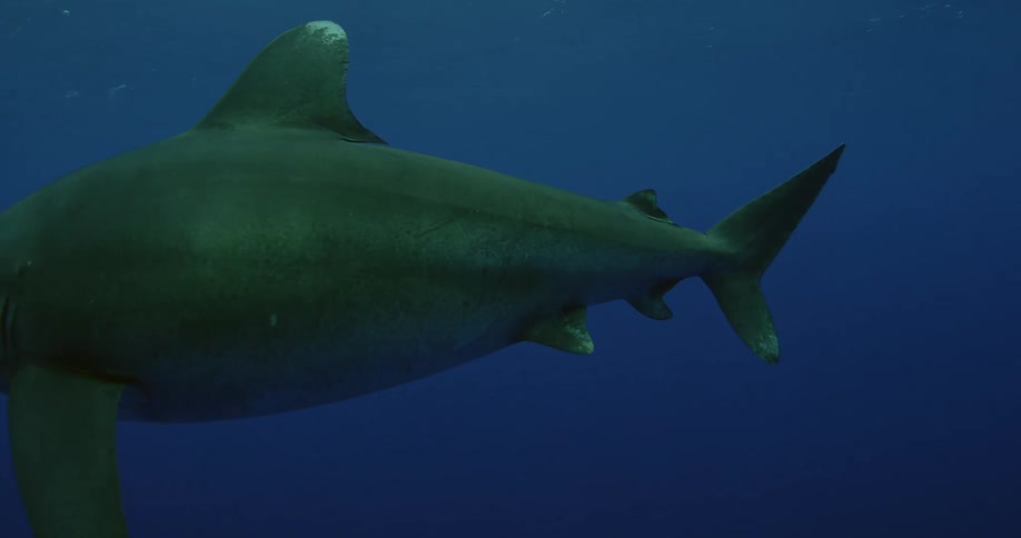 Shark swimming calmly through the waters
