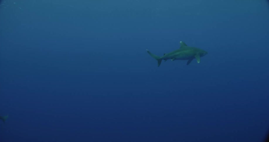 Sharks swimming in dark ocean water