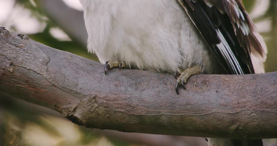 A bird is sitting on a tree branch