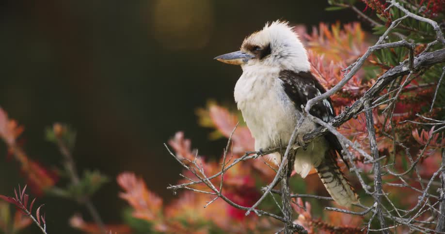 A bird is sitting on a tree branch in spring