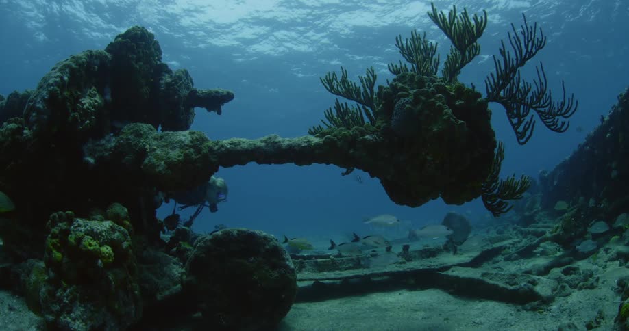 A person scuba dives near a school of fish