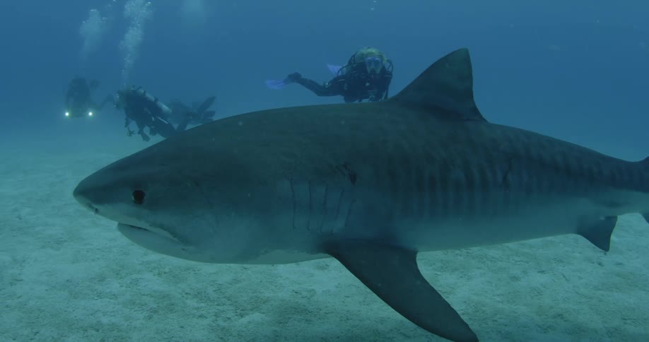 A shark is swimming past a few divers