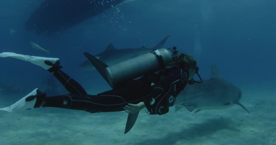 A scuba diver swims near sharks