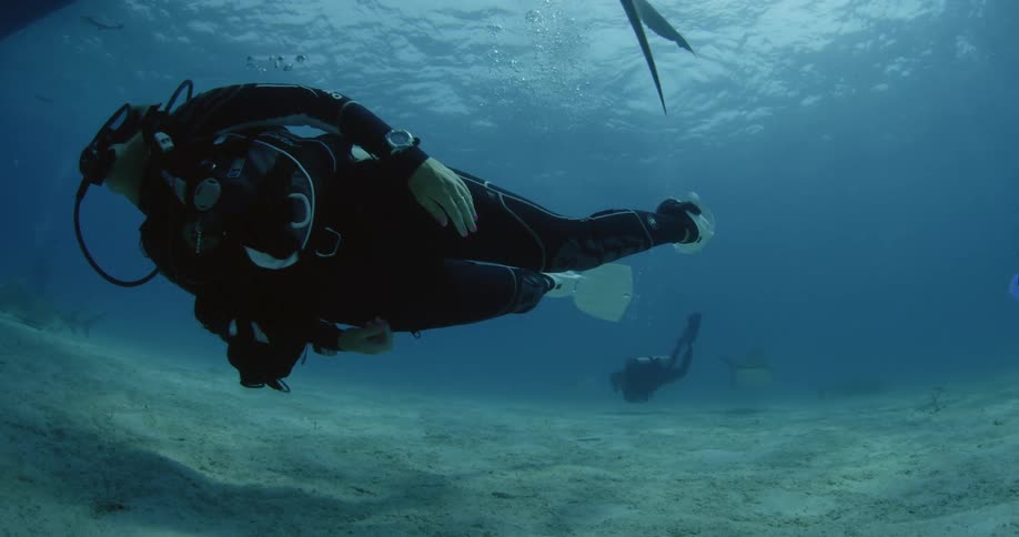 A scuba diver is swimming and following a shark