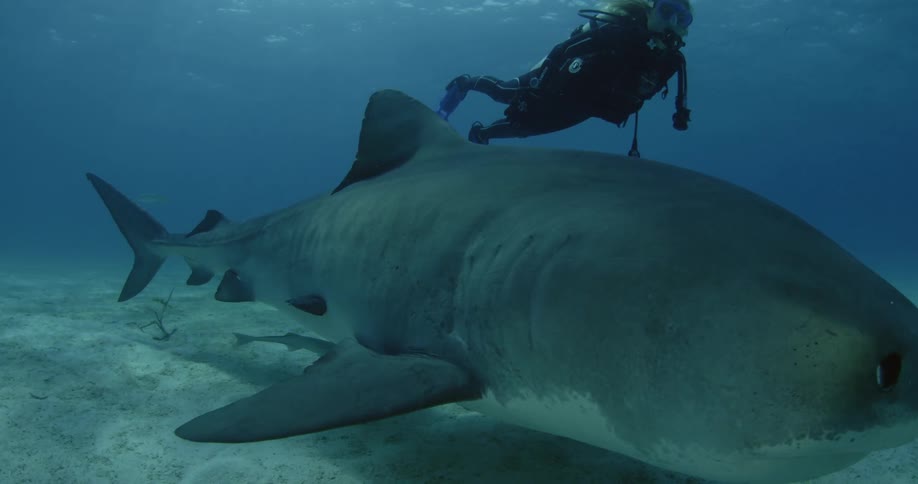 Shark swimming closely to the bottom as a diver swims next to it