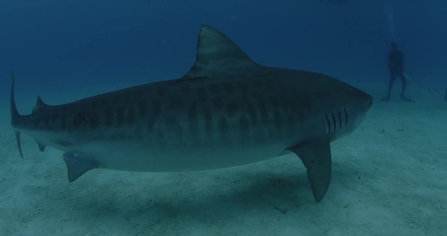 A large shark swims along the bottom of the ocean