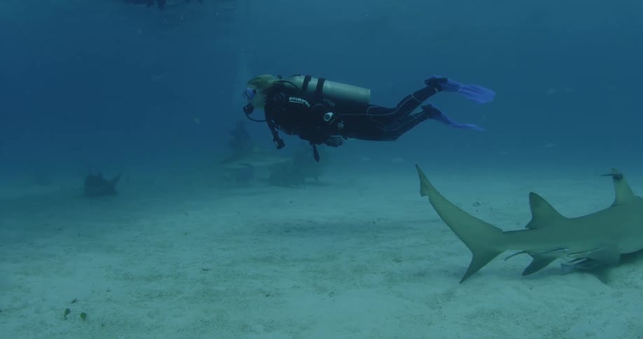 A scuba diver is swimming underwater watching the sea life