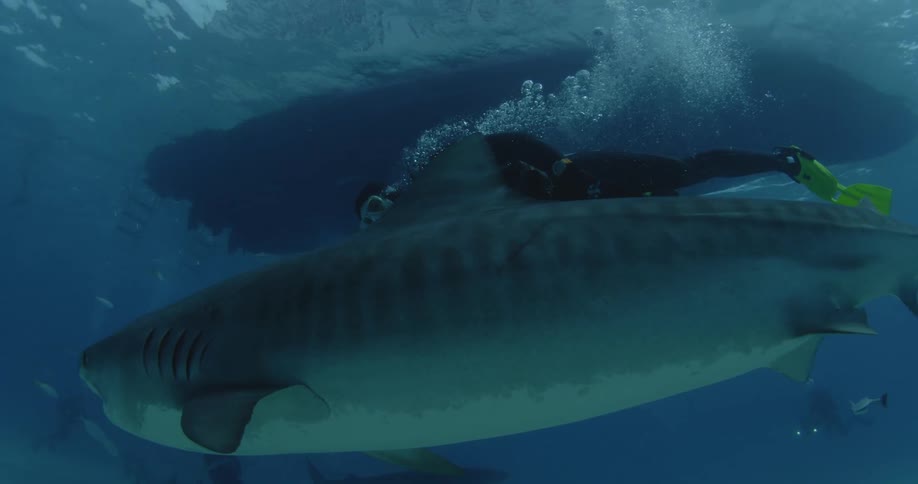 A diver is swimming with a shark in the ocean