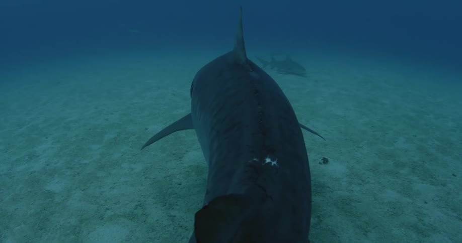 A shark is swimming along the bottom of the ocean