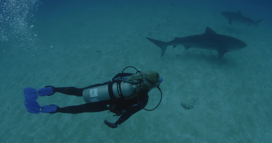 A scuba diver is swimming near a shark near the bottom