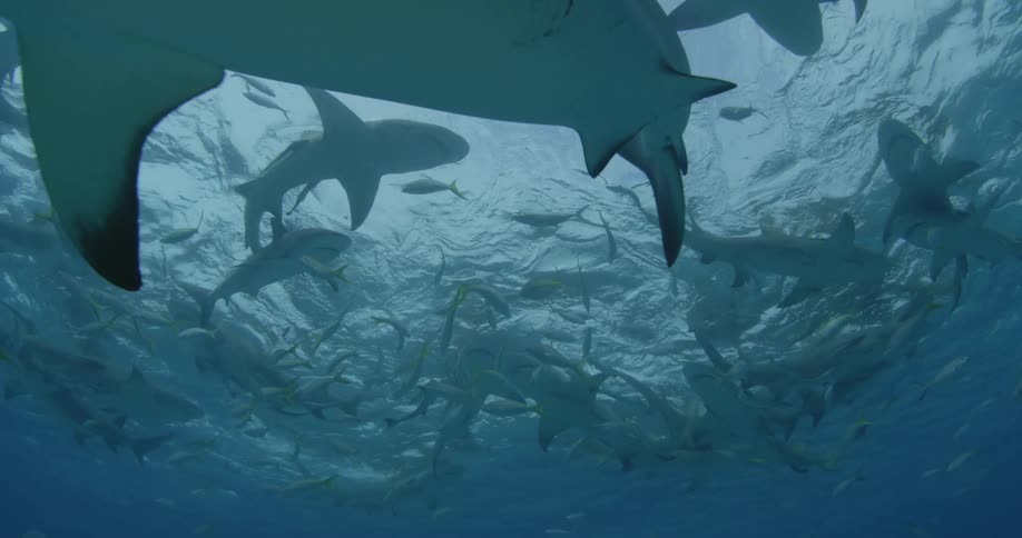 A group of sharks and fish fill the water just below the surface