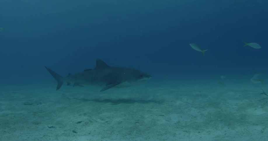 Shark and other fish swimming near ocean floor