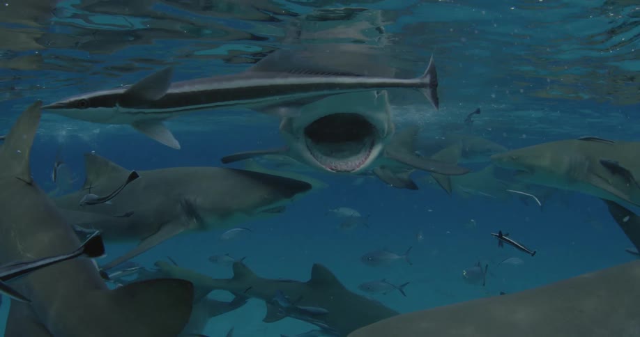 Sharks and fish swimming just below surface of ocean water