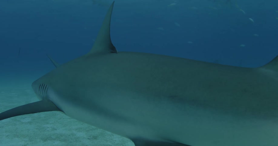 A couple of sharks are swimming on the bottom of the ocean
