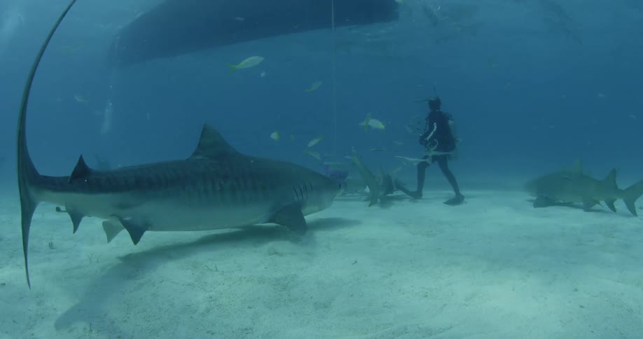 A large shark is swimming towards a camera and diver