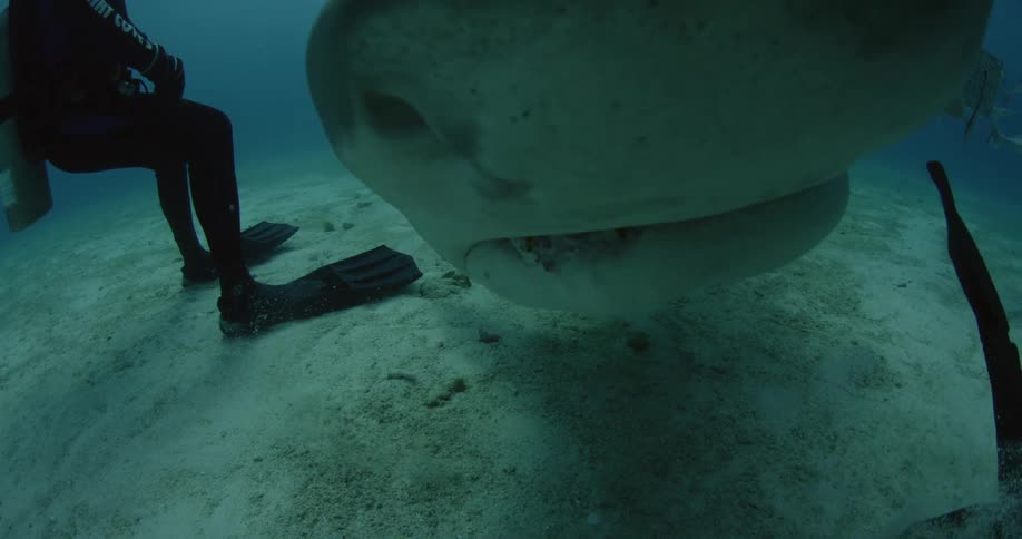 Divers stand on the bottom of the water and watch a shark pass