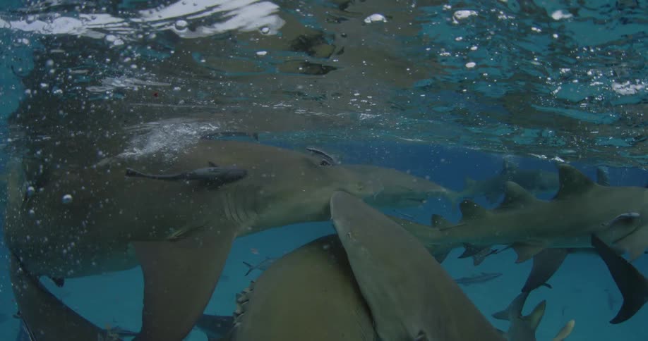 Sharks battle over bait that is thrown into the water
