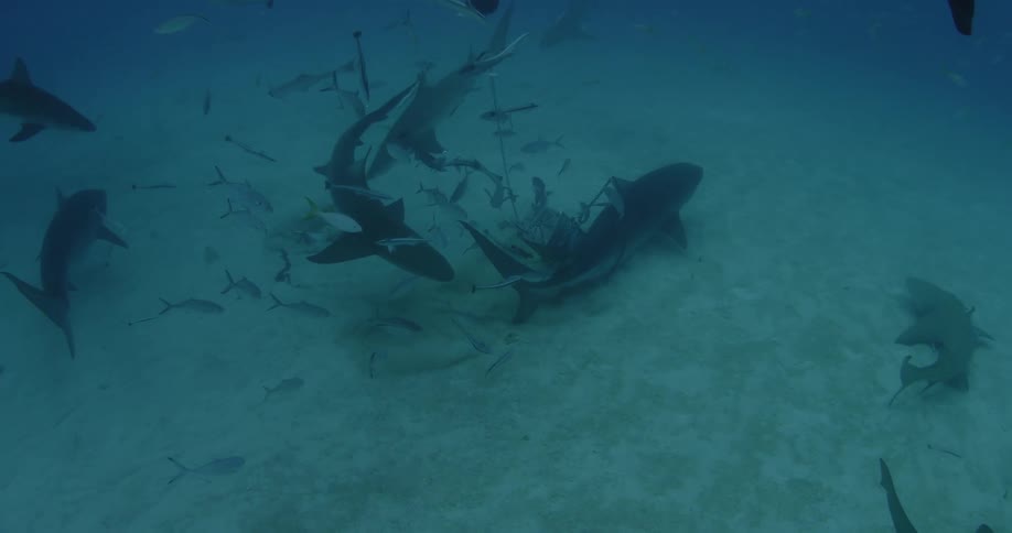 A shark is swimming near some bait along with another shark and some fish