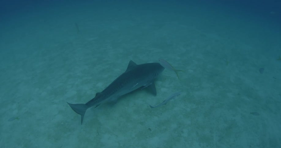 Sharks and fish swimming near ocean floor