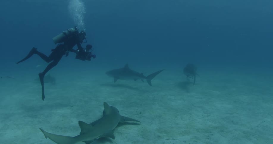 A scuba diver films swimming sharks