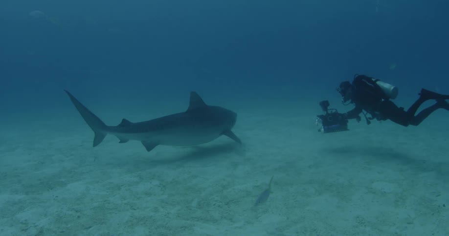 A scuba diver is swimming and the shark passes them by