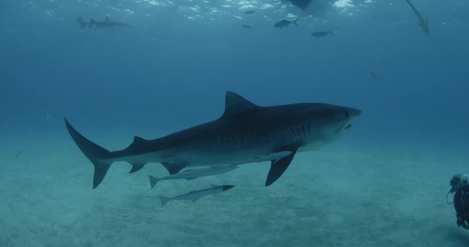 A shark swimming near the bottom of the ocean