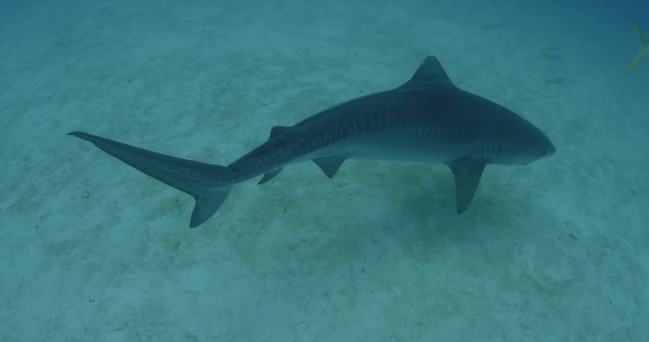 A large shark swims along the sand underwater