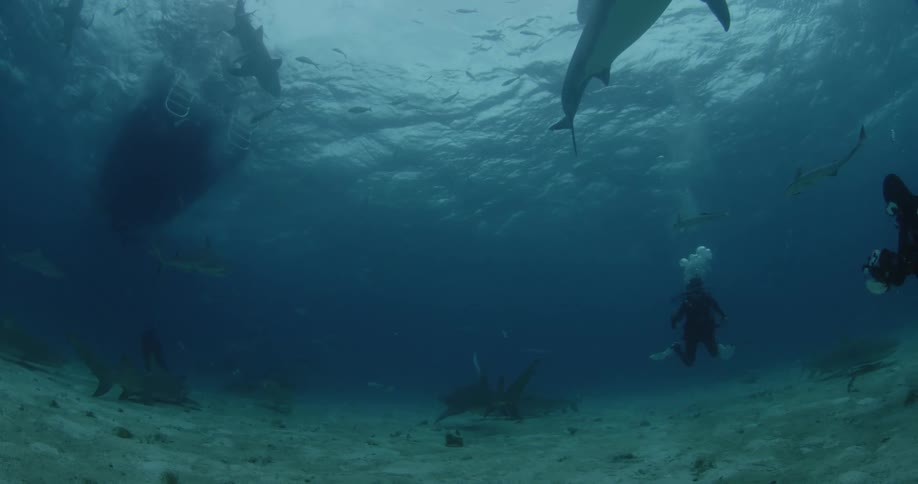 Many sharks swim in the ocean as scuba divers observe