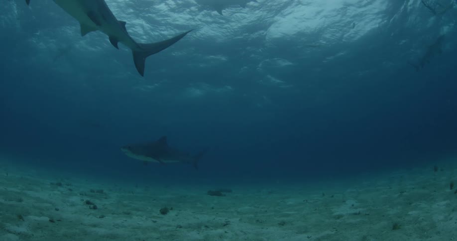Many sharks swimming in the ocean