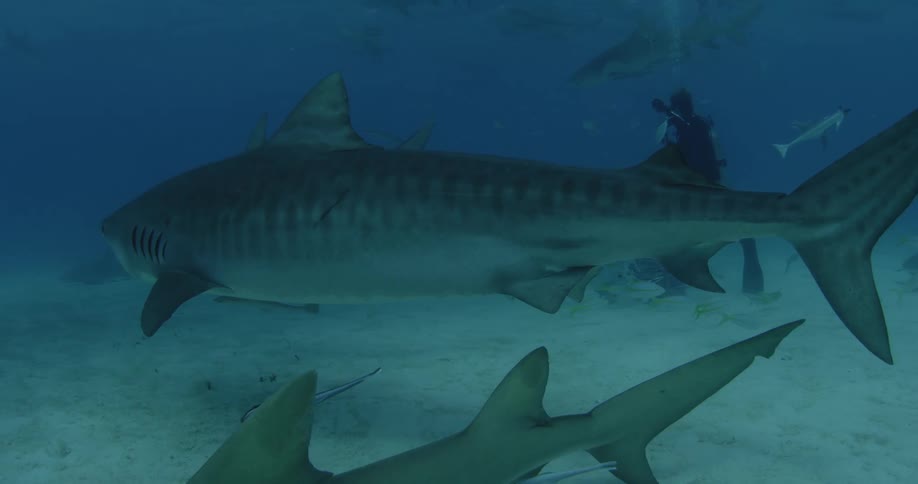 Sharks swim around a scuba diver underwater