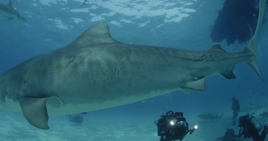 Two people film and dive near sharks and other fish