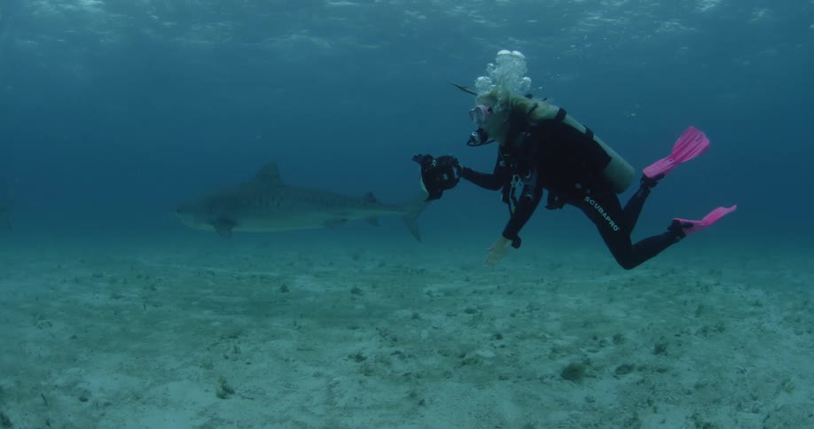 A diver holding equipment follows a shark