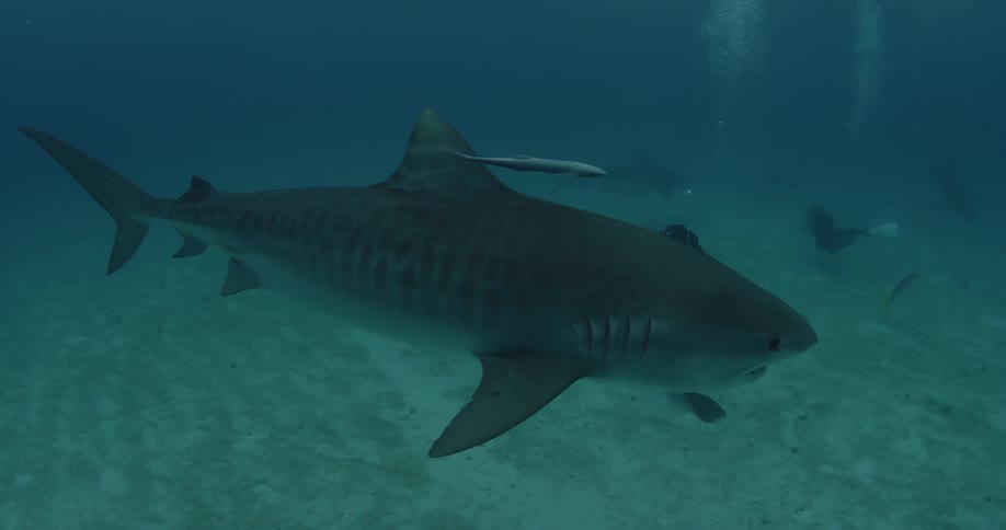 Sharks swimming calmly through the waters as a diver films them