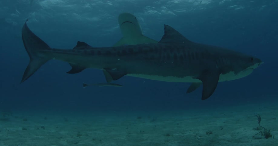 Sharks are swimming in the ocean along with other fish