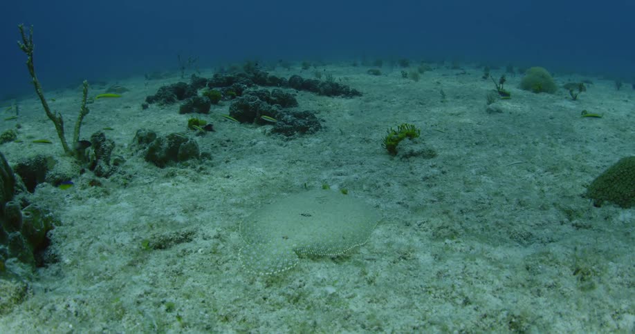 A flat fish swimming along the ocean floor