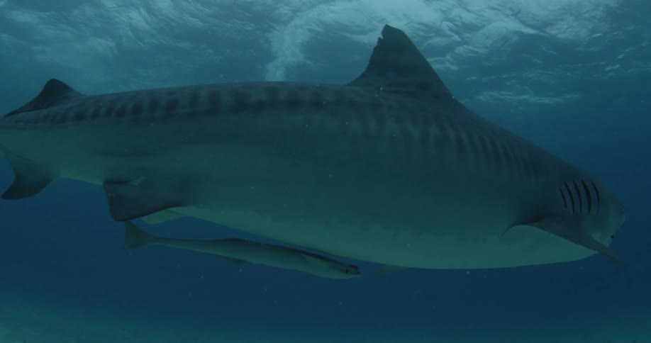 A shark swims in the blue ocean water