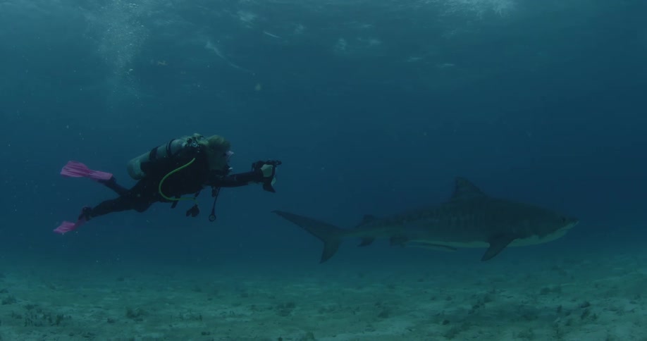 A scuba diver is filming and swimming a shark