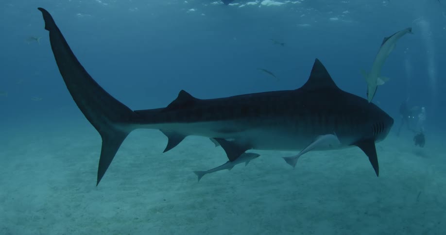 A large shark swims among smaller fish while three divers observe nearby