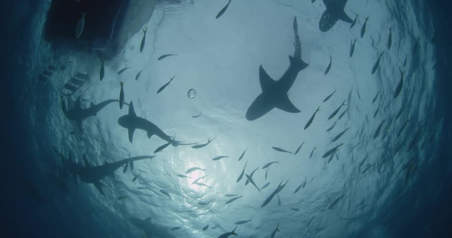 A group of sharks and fish are circling in the ocean under a bright sun