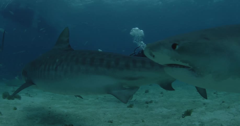 A diver swims alongside sharks near the ocean floor