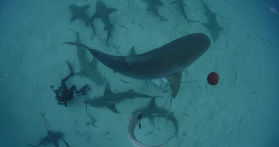 A large group of sharks are swimming around the scuba divers