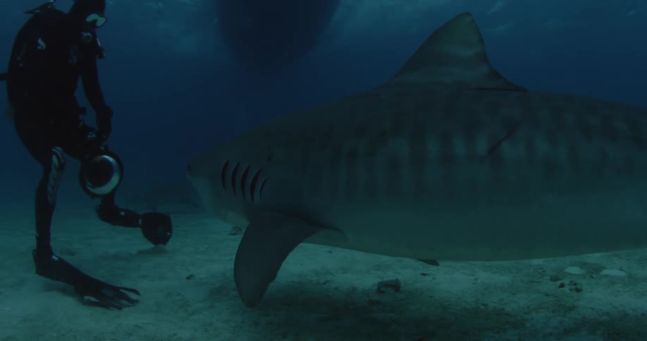 Fish swims around in the bottom of the ocean near the scuba diver