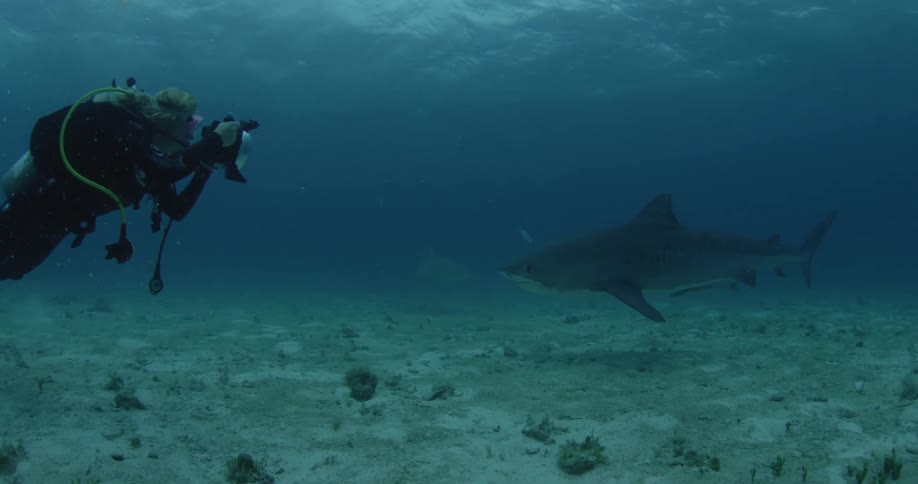A couple of fish pass by in the dark waters with one scuba diver recording