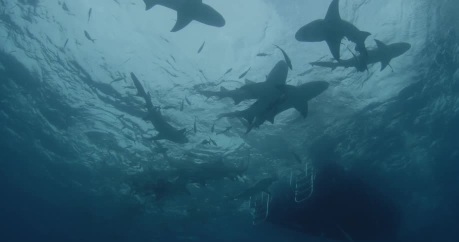 A group of sharks and fish is swimming at the water's surface near a boat