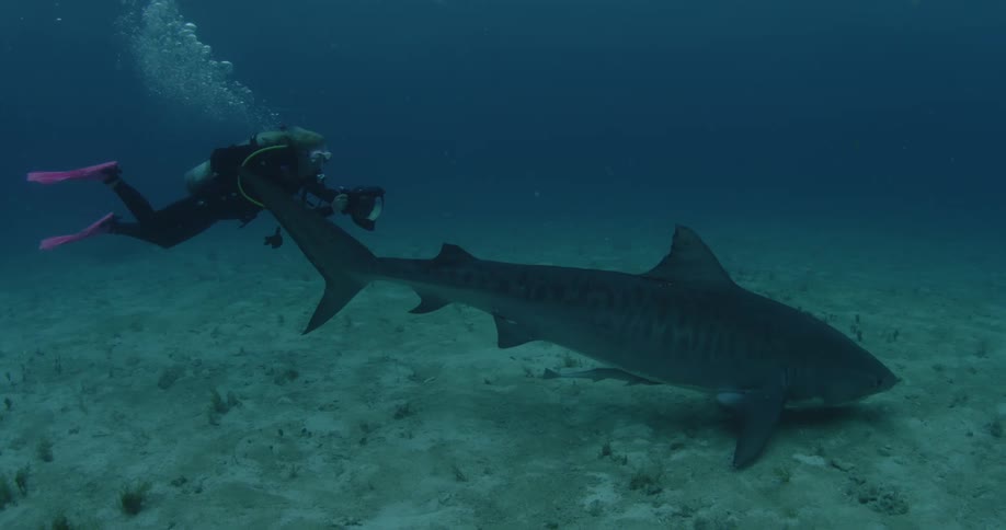 A scuba diver follows and photographs a shark