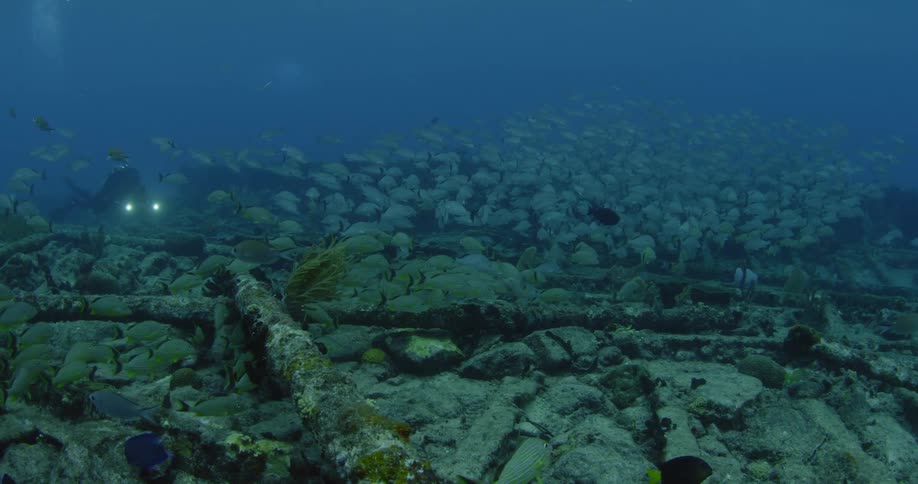 A diver follows a large school of fish swimming near a wreck