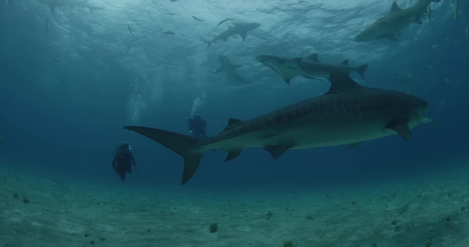 A diver swims with sharks and fish in the ocean