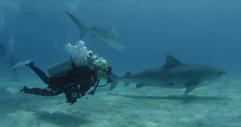 A diver swims with sharks near the ocean floor