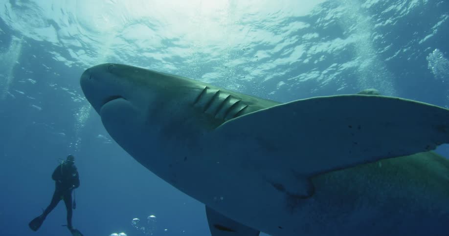 A shark is swimming near the surface as the scuba diver films